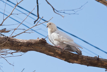 a white Pigeon