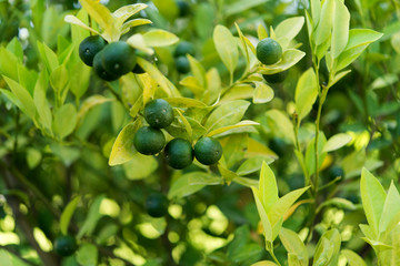 green tangerines