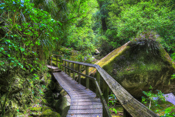 Bridge over Wairere Stream on Track to Wairere Falls.