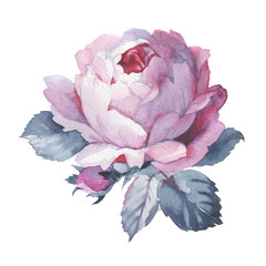 Wildflower rose flower in a watercolor style isolated. Full name of the plant: rose, hulthemia, rosa. Aquarelle wild flower for background, texture, wrapper pattern, frame or border.
