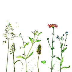 watercolor and ink drawing plants