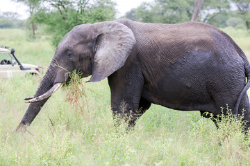 Naklejka na ściany i meble African bush elephant (Loxodonta africana) grazing in the meadows of the savannah in Tarangire National Park, Tanzania.The African bush elephant is the largest and heaviest land animal on earth.