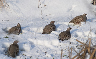 partridge