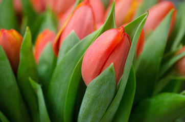 Naklejka premium Tulipes rouges
