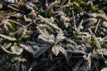 frost on the grass
