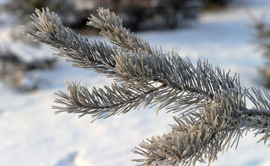 pine branches