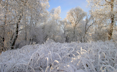 Frost on the trees  bushes and grass