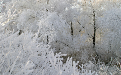 Frost on the trees  bushes and grass