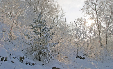 Frost on the trees  bushes and grass