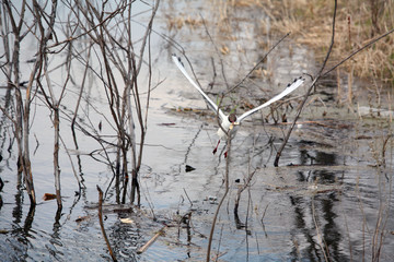 Fototapeta premium seagull