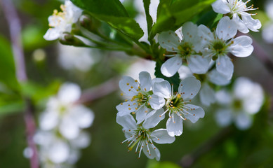 apple blossoms
