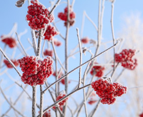 Rowan in hoarfrost