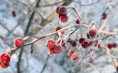 berries in the frost