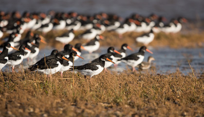 Eurasian Oystercatcher, Oystercatcher, Birds