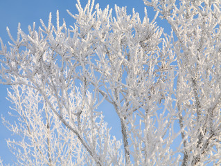 Frost on the branches of trees