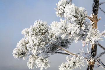 pine branch with hoarfrost