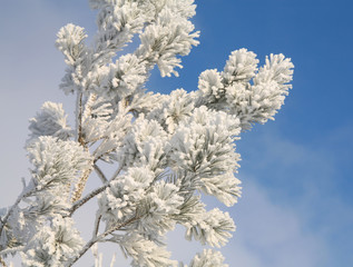 pine branch with hoarfrost