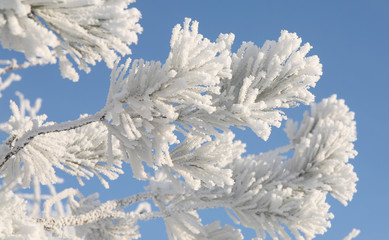 pine branch with hoarfrost
