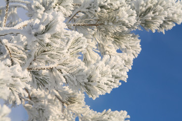pine branch with hoarfrost
