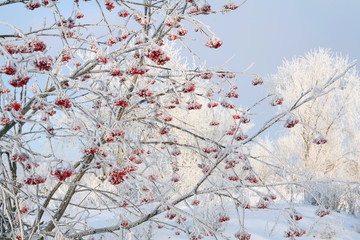 Rowan in hoarfrost