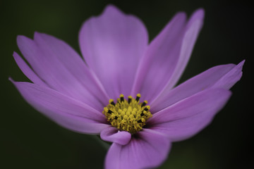 purple flower