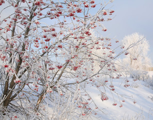 Rowan in hoarfrost