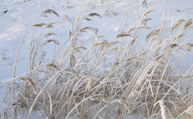dry grass in the frost