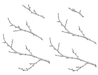 tree branches