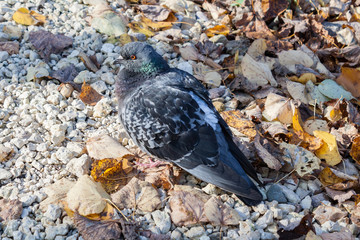 Dove on a footpath in the park in sunny autumn day