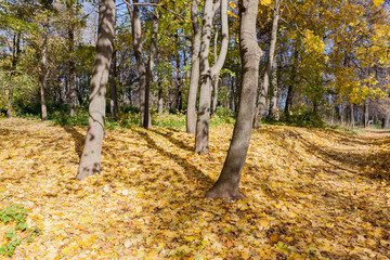 Landscape in the city park in sunny autumn day