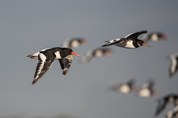 Eurasian Oystercatcher, Oystercatcher, Birds