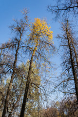 Crowns trees against the background of the blue sky in sunny autumn day