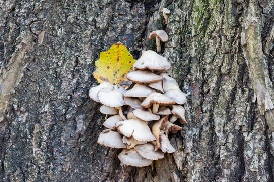 The mushrooms growing on a tree in the park in sunny autumn day