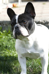 french bulldog
