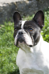 french bulldog