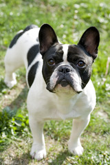 french bulldog