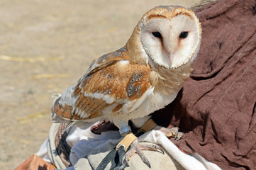 the Barn Owl