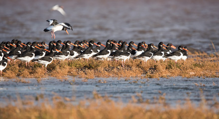 Eurasian Oystercatcher, Oystercatcher, Birds