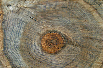 cut of a tree