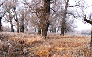 Fototapeta premium The arrival of winter