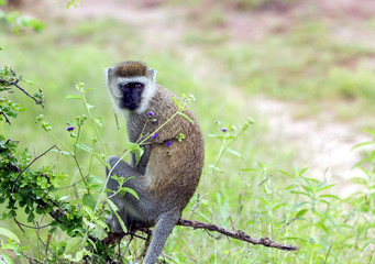 Vervet monkey (Chlorocebus pygerythrus) sitting on a branch in the Ngorongoro Crater, national park Tanzania.