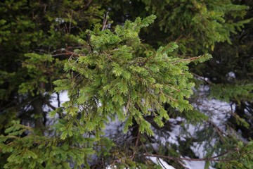 A branch of coniferous tree © iza_miszczak