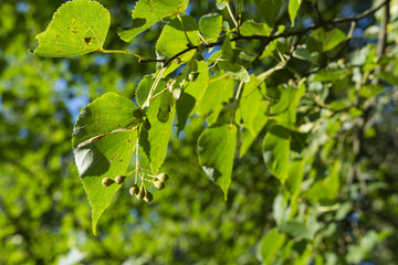 Fruits lime tree with green leaves.