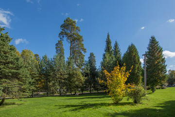 Fototapeta na wymiar sunny autumn day in the park