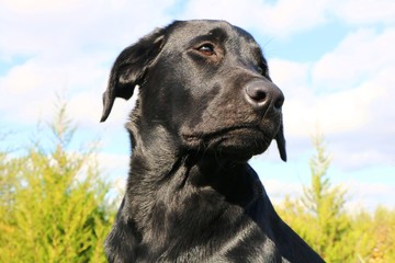 Собака породы Чёрный Лабрадор Ретривер