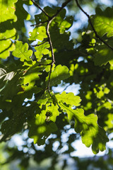 Oak leaves in the sunlight.