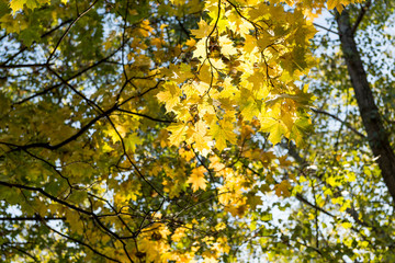 yellow maple leaves