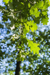 Ball growths on the leaves of oak.