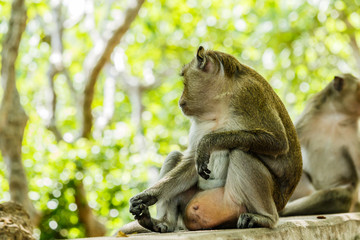 monkey lives in a natural forest of Thailand.