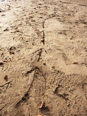 Children drawing of arrow in sand on beach of bay. Funny game with following